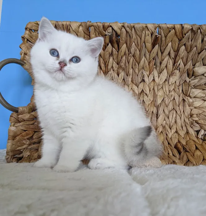 RoyalPlushBrits Cattery 12