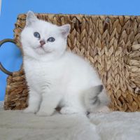 RoyalPlushBrits Cattery ico