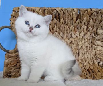 RoyalPlushBrits Cattery