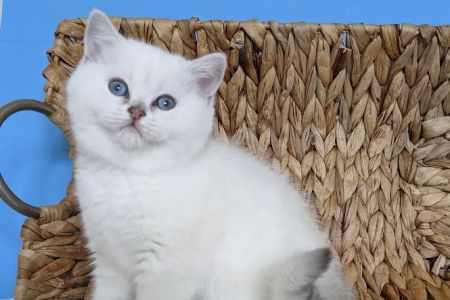 RoyalPlushBrits Cattery