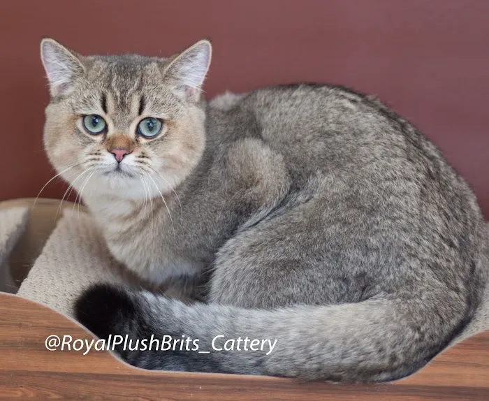 RoyalPlushBrits Cattery 12