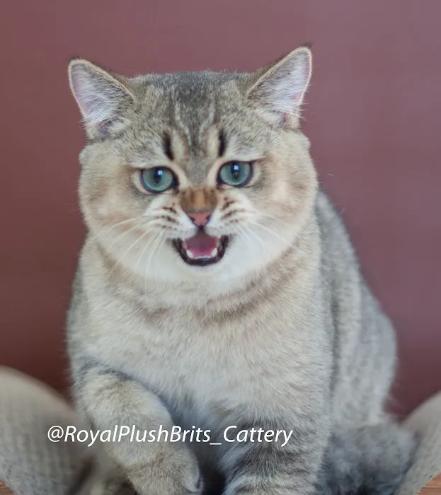 RoyalPlushBrits Cattery 12