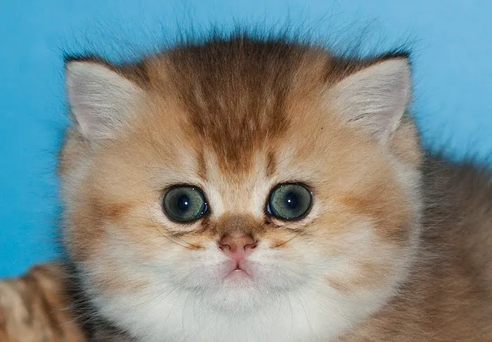RoyalPlushBrits Cattery 12