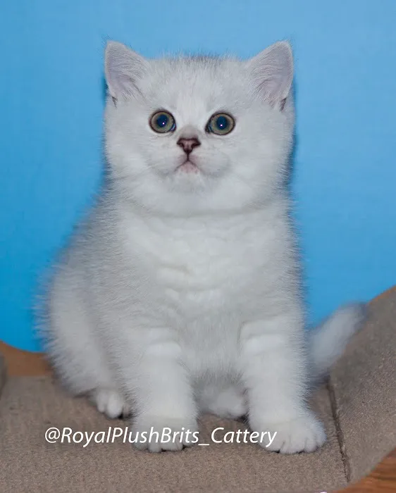RoyalPlushBrits Cattery 12
