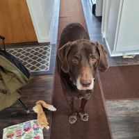 BluePearl Pet Hospital ico