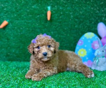 Puppy Dreams - Carrollton