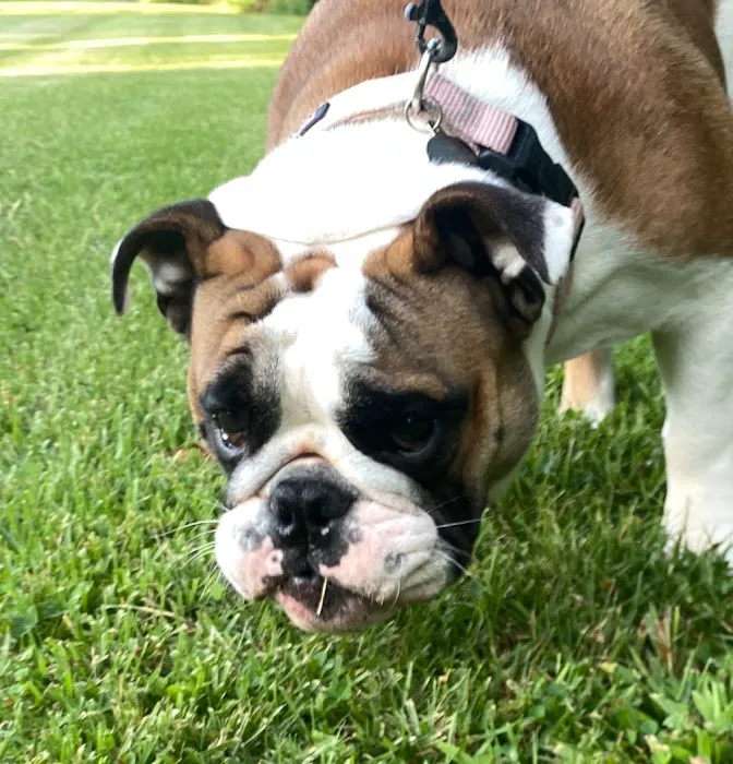 Wyomissing Animal Hospital 12