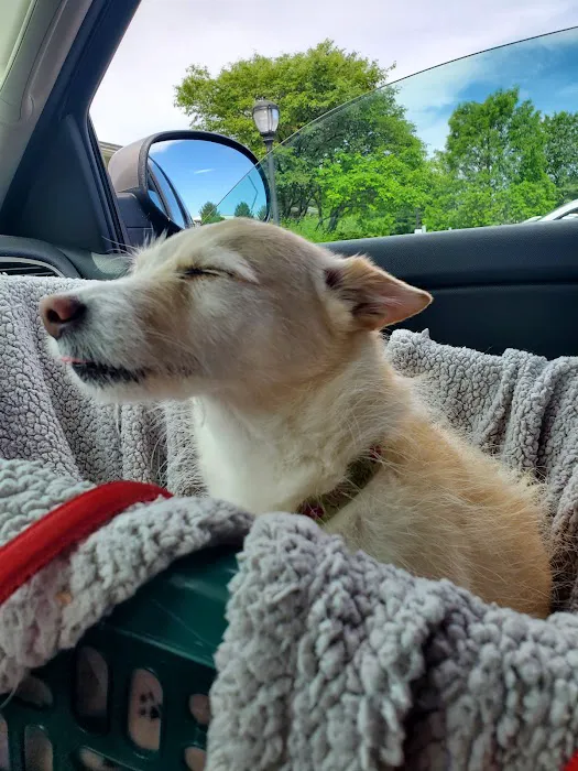 Wyomissing Animal Hospital 12