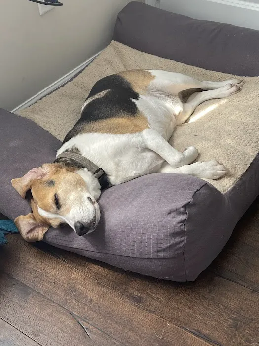 Wyomissing Animal Hospital 12
