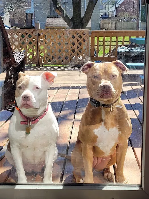 Wyomissing Animal Hospital 12