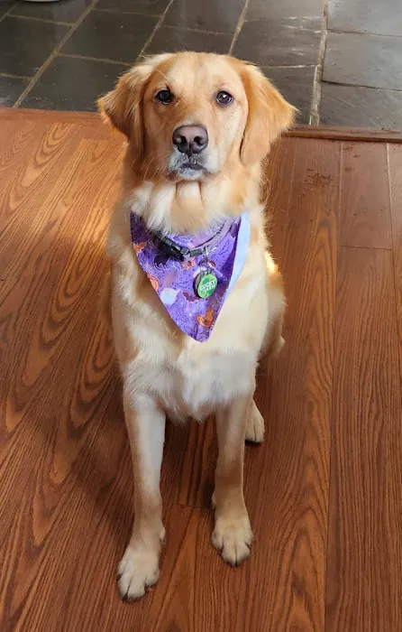 Wyomissing Animal Hospital 12