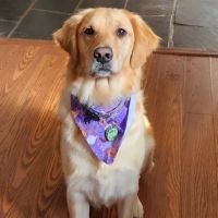 Wyomissing Animal Hospital ico
