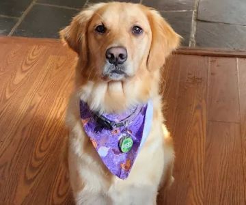Wyomissing Animal Hospital