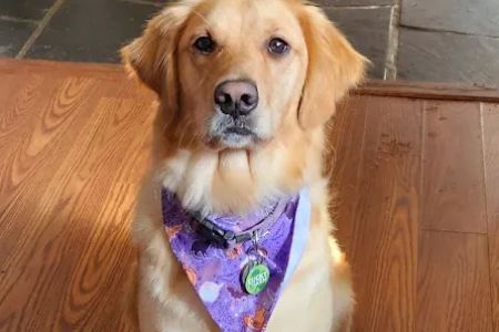 Wyomissing Animal Hospital
