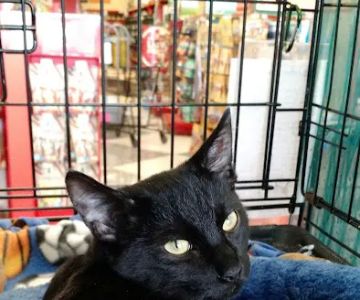 Petco