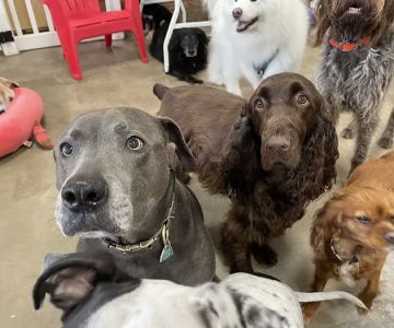 JeTT Pets