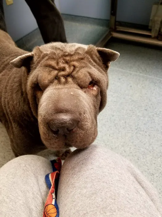 Wyomissing Animal Hospital: Dr. Stephanie Becker, VMD 12
