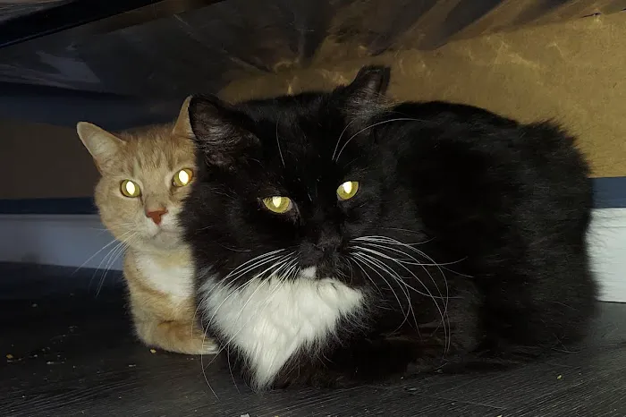 Willow Creek Veterinary Center 12