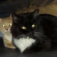 Willow Creek Veterinary Center ico