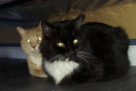Willow Creek Veterinary Center