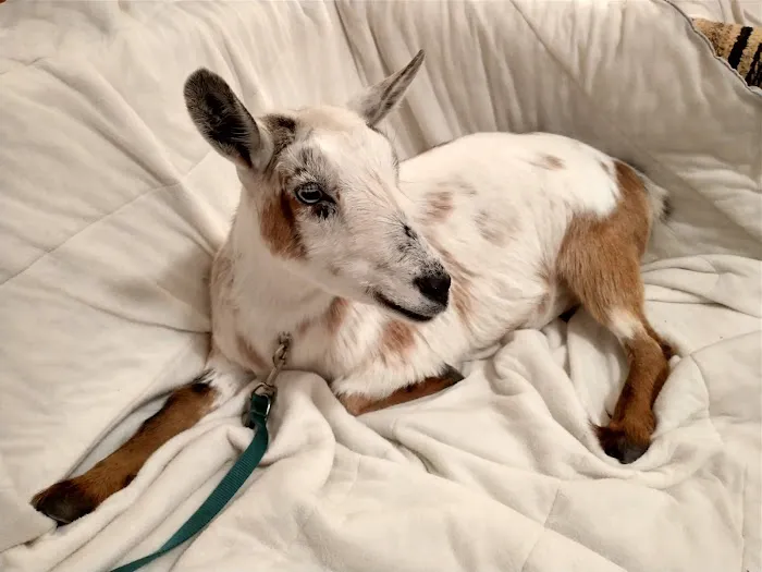 Willow Creek Veterinary Center 12