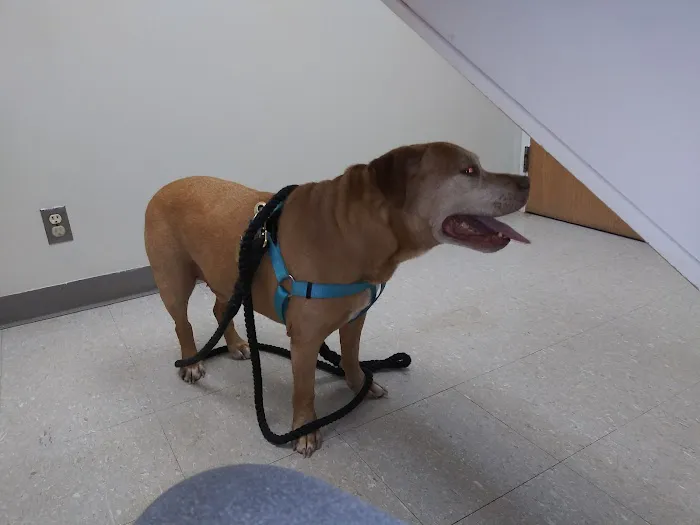 Shore Veterinarians 12