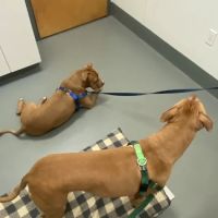 Ocean View Veterinary Hospital ico