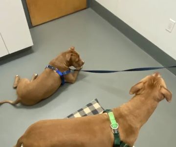 Ocean View Veterinary Hospital
