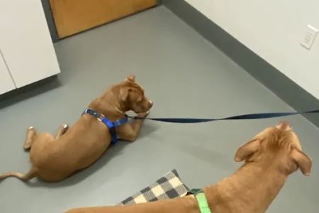 Ocean View Veterinary Hospital