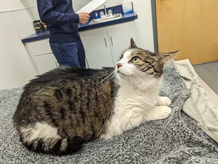 Ocean View Veterinary Hospital 3