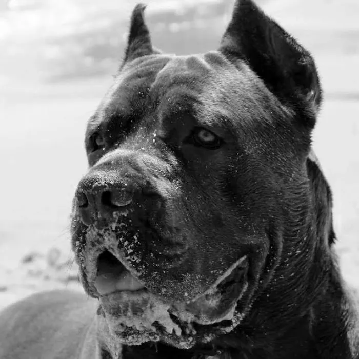 Ocean View Veterinary Hospital 2