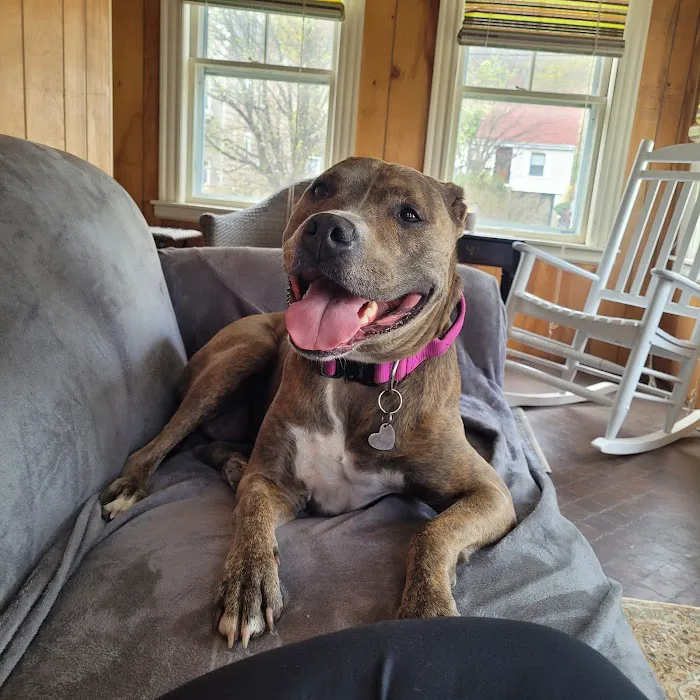 Brigantine Animal Hospital 7