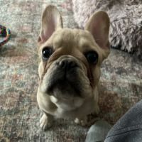 Brigantine Animal Hospital ico