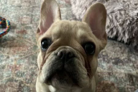 Brigantine Animal Hospital