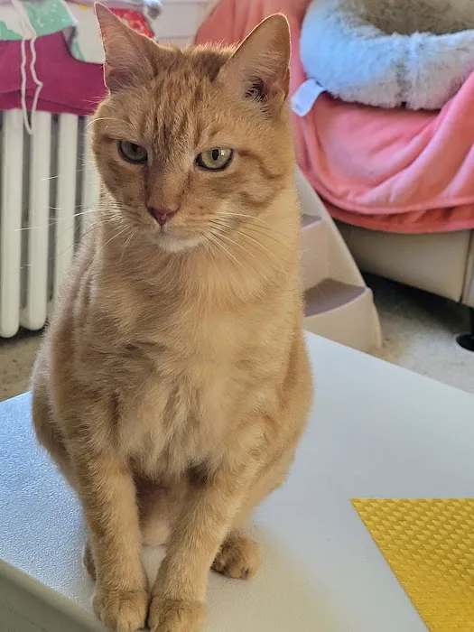 Brigantine Animal Hospital 5