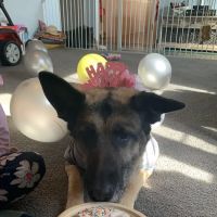 Home Veterinary Services ico