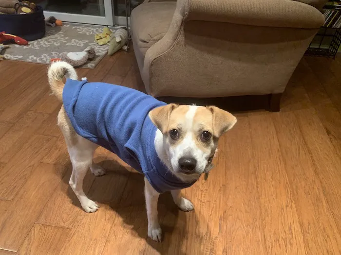Home Veterinary Services 12
