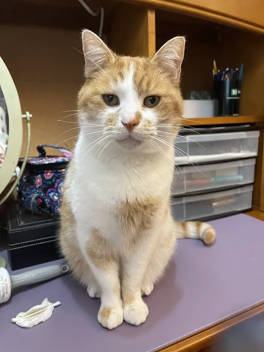 Calling All Creatures Veterinary Hospital 12