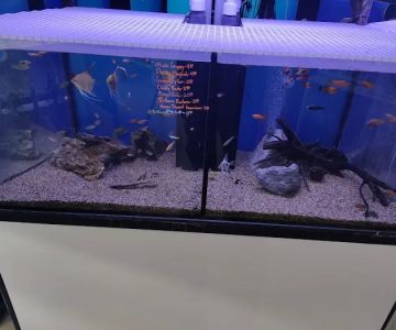 Aquastudios Aquarium
