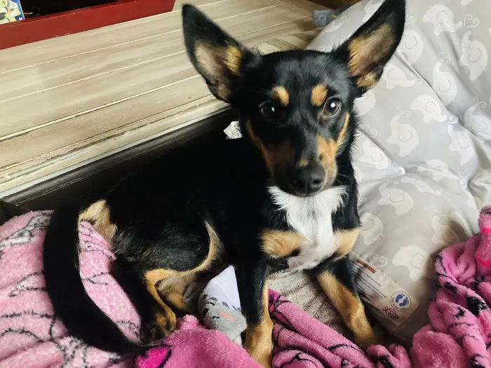 East Coast Nj Spay Clinic 12