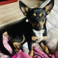 East Coast Nj Spay Clinic ico