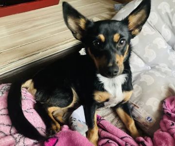 East Coast Nj Spay Clinic