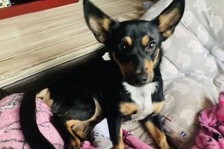 East Coast Nj Spay Clinic