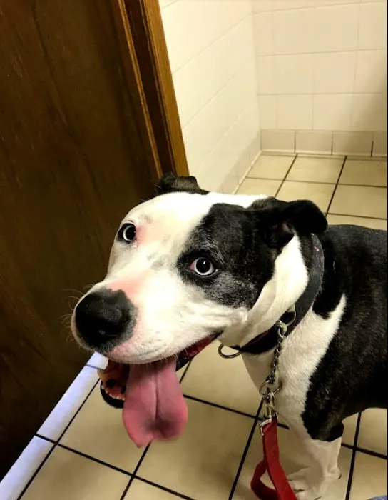 Adamston Veterinary Clinic 12