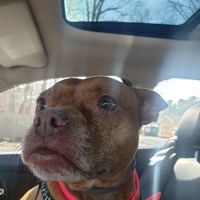 Adamston Veterinary Clinic ico