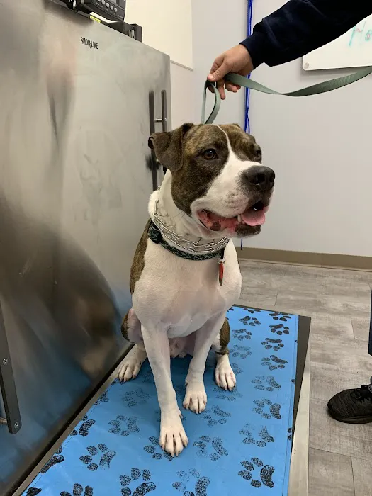 VCA Fischer Animal Hospital 12