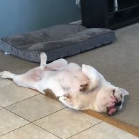 VCA Fischer Animal Hospital ico