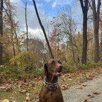 Bridge Veterinary Hospital ico