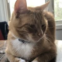 Bayview Animal Hospital ico