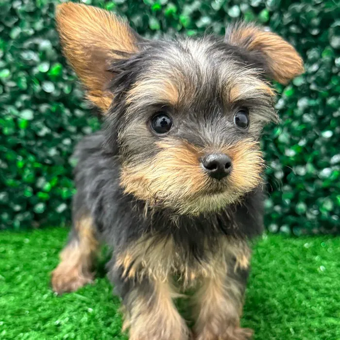 Puppy Dreams - Lancaster 8